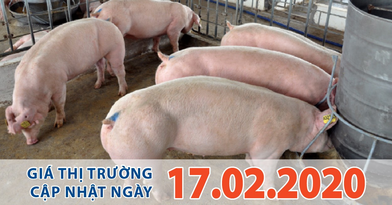 Anova Feed - Các doanh nghiệp chăn nuôi đồng thuận giảm giá heo xuống 75.000 đ/kg