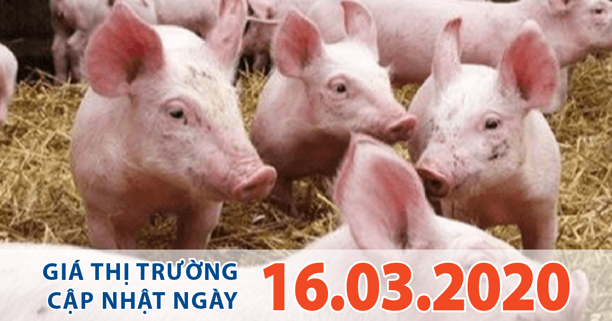 Anova Feed - Giá heo hơi ở nhiều địa phương tiếp tục giảm.