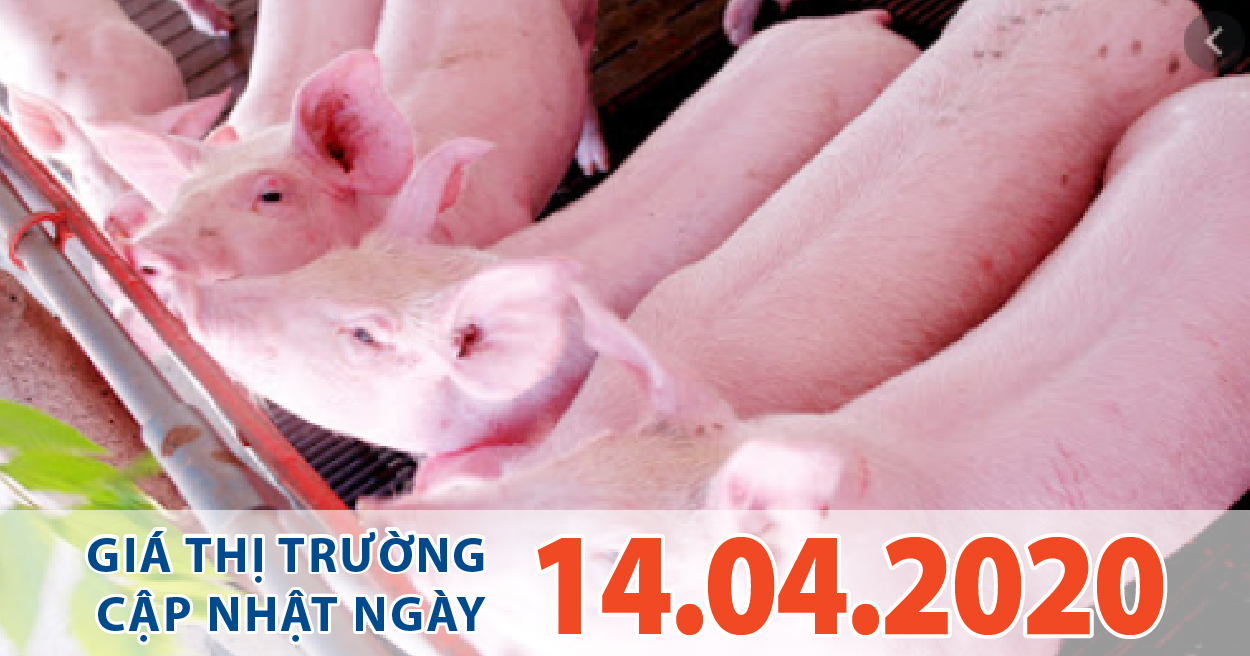 Anova Feed - Giá heo hơi hôm nay 14/4 bất ngờ tăng sốc lên 90.000 đồng/kg.