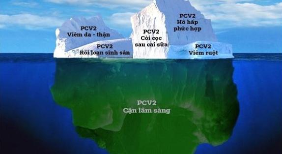 KỸ THUẬT: PCV2 thể cận lâm sàng, ác mộng của nhà chăn nuôi