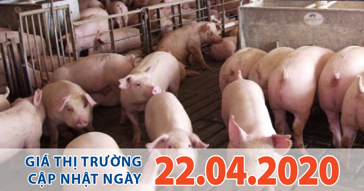 Anova Feed - Giá heo hơi hôm nay đã lên bằng mức đỉnh như năm ngoái 94.000 đồng/kg.