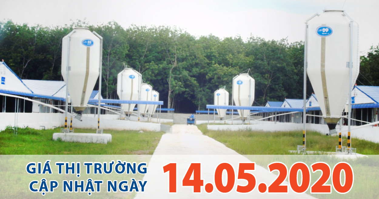 Anova Feed - Liệu giá heo hơi có đưa xuống 60.000 đồng/kg ngay trong tháng 5 theo yêu cầu của Thủ tướng Chính phủ?