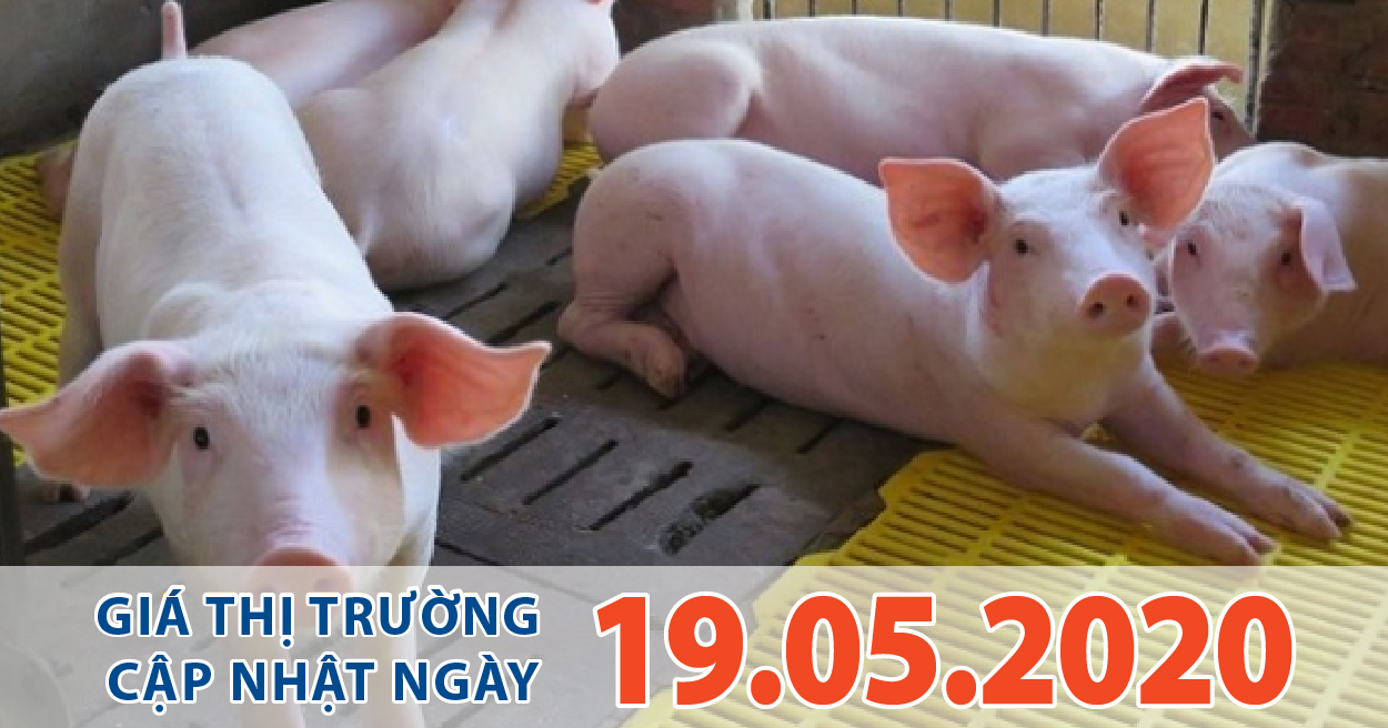 Anova Feed - Giá heo hơi hôm nay 19/5: Dự báo giá heo sẽ còn cao