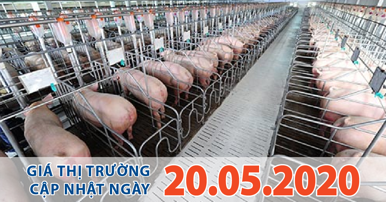 Anova Feed - Một tháng tăng 15.000 đồng/kg, thu hút các “đại gia” đổ hàng trăm tỉ đồng vào ngành chăn nuôi heo.