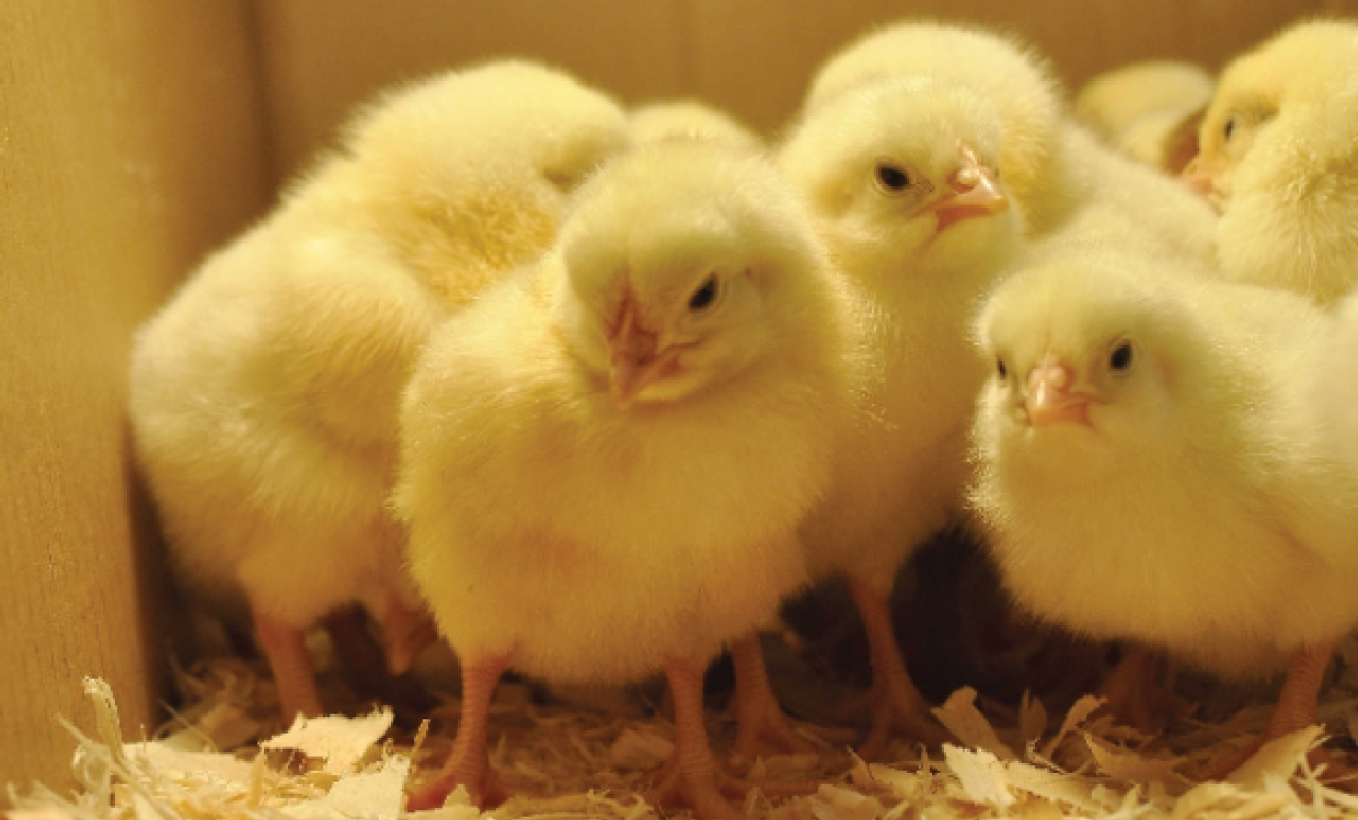 [ KỸ THUẬT ] - 9 dấu hiệu để nhận biết giống gà tốt trong chăn nuôi