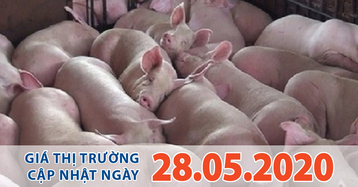 Anova Feed - Giá heo hơi như chứng khoán, vừa hạ nhiệt 1 ngày thì hôm nay 28/5 bỗng tăng trở lại.