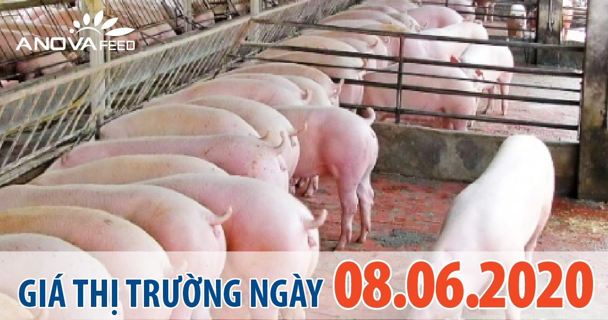 Anova Feed - Giá heo hơi hôm nay tiếp tục lao dốc, giảm từ 1.000 - 4.000 đồng/kg.