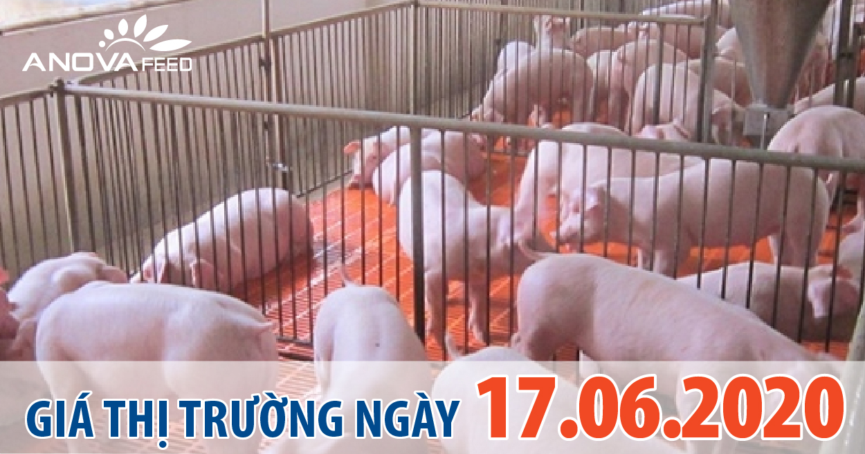 Anova Feed - Giá heo hơi hôm nay 17/6 có dấu hiệu chững lại, giảm nhẹ ở một vài địa phương.