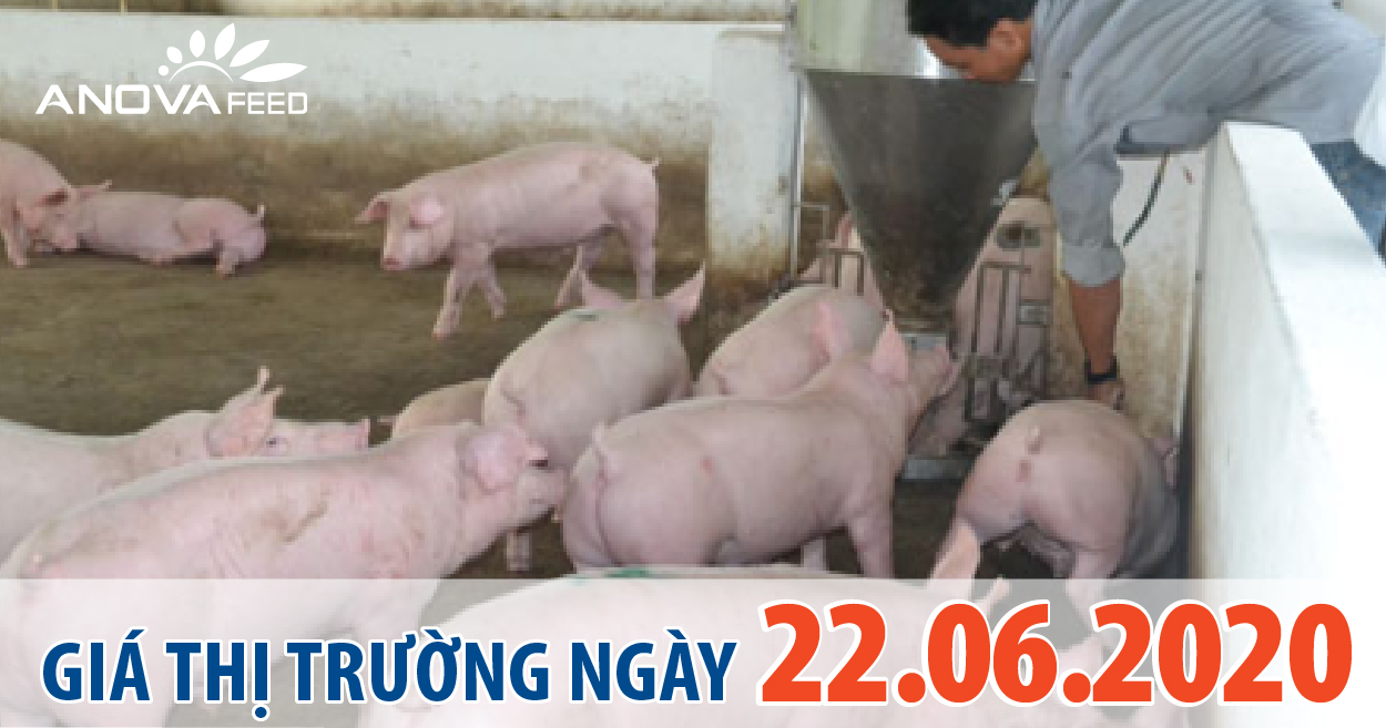 Anova Feed - Giá heo hơi hôm nay 22/6 miền Bắc giảm đồng loạt từ 1.000 - 2.000 đồng/kg