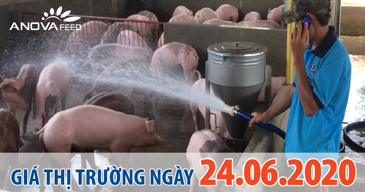 Anova Feed - Giá heo hơi hôm nay 24/6, miền Bắc quay đầu tăng vọt, miền Trung và miền Nam giảm nhẹ.