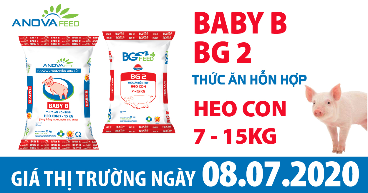 Anova Feed - Giá heo hơi hôm nay 8/7 đi ngang, dịch tả heo Châu Phi chưa lắng xuống, người chăn nuôi thận trọng trong việc tái đàn