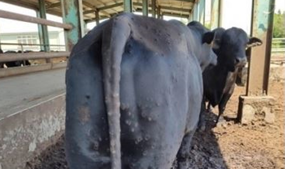Đài Loan công bố dịch Lumpy trên gia súc, nghi nguồn lây từ Trung Quốc