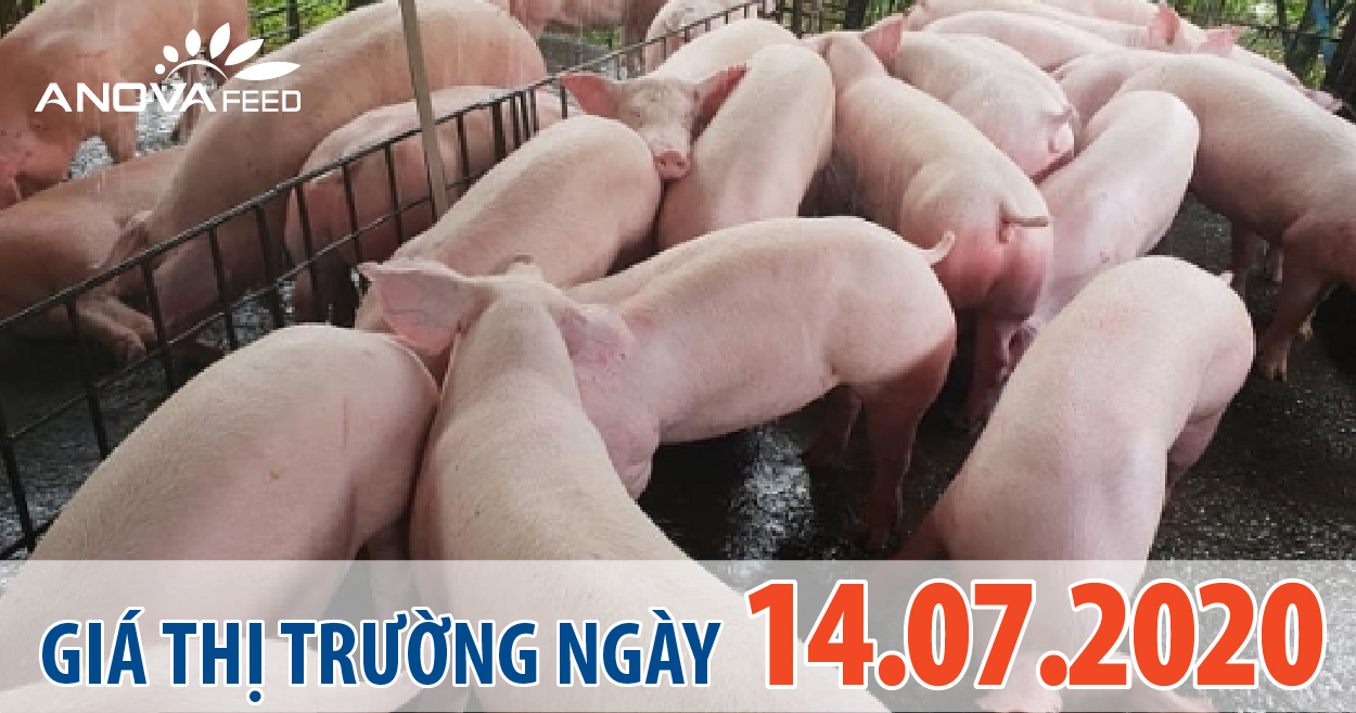 Anova Feed - Giá heo hơi hôm nay 14/7 đà tăng nhẹ tiếng tục ở miền bắc, vài nơi quay lại mốc 90.000 đồng/kg.