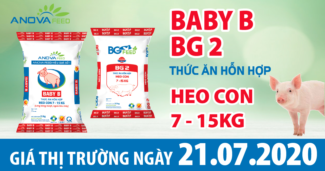 Anova Feed - Sau nhiều ngày tăng trở lại, giá heo hơi hôm nay 21/7 đang chững lại trên Toàn quốc