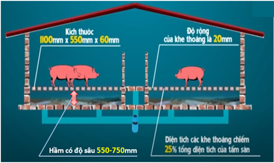 [KỸ THUẬT] - MÔ HÌNH NUÔI HEO CHUỒNG SÀN KHÔNG XẢ THẢI, NGỪA DỊCH BỆNH ASF, TIẾT KIỆM NƯỚC