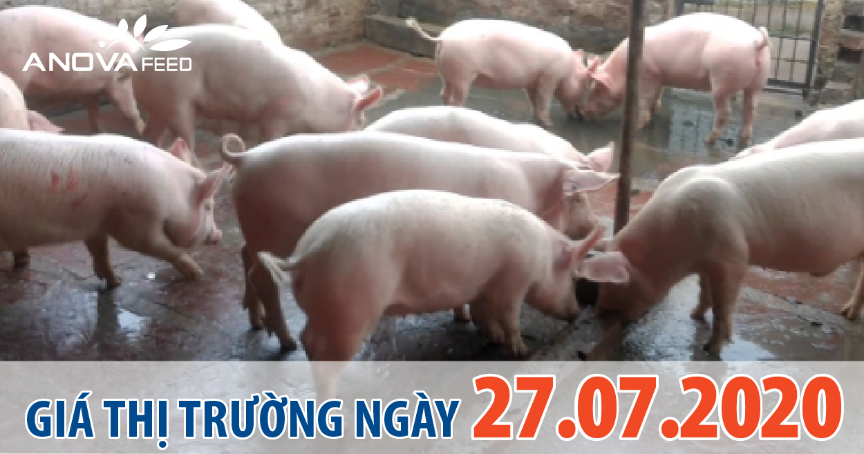 Anova Feed - Giá heo hơi hôm nay 27/7 ổn định, bộ Công Thương lập đoàn kiểm tra tìm nguyên nhân khiến heo hơi duy trì neo cao