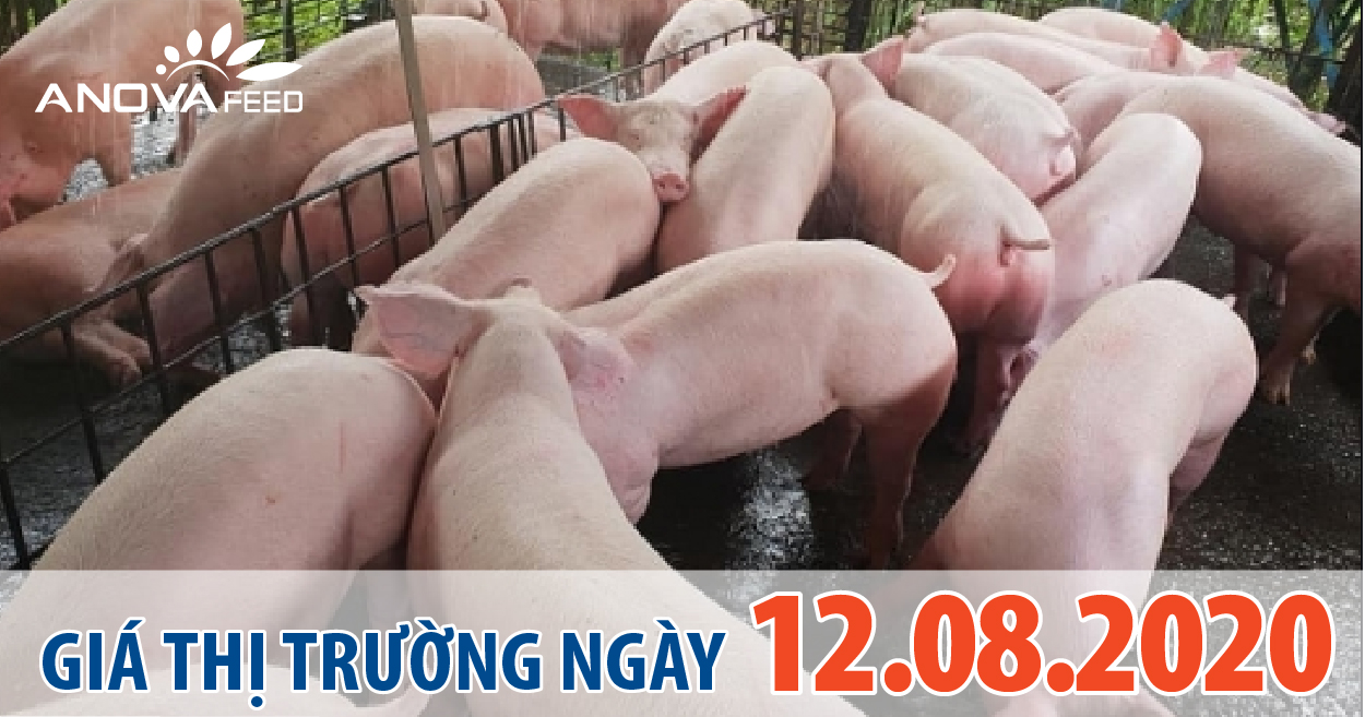 Anova Feed - Giá heo hơi hôm nay 12/8: hai miền Bắc - Nam tăng giảm trái chiều