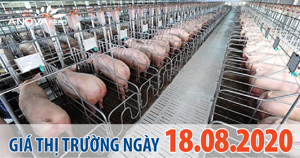 Anova Feed - Giá heo hơi hôm nay 18/8 cao nhất cả nước 87.000 đồng/kg, một vài nơi tiếp tục giảm nhẹ.