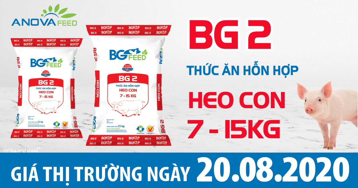 Anova Feed - Giá heo hơi hôm nay 20/8  đứng giá trên cả 3 miền, giao dịch quanh ngưỡng 85.000 đồng/kg.