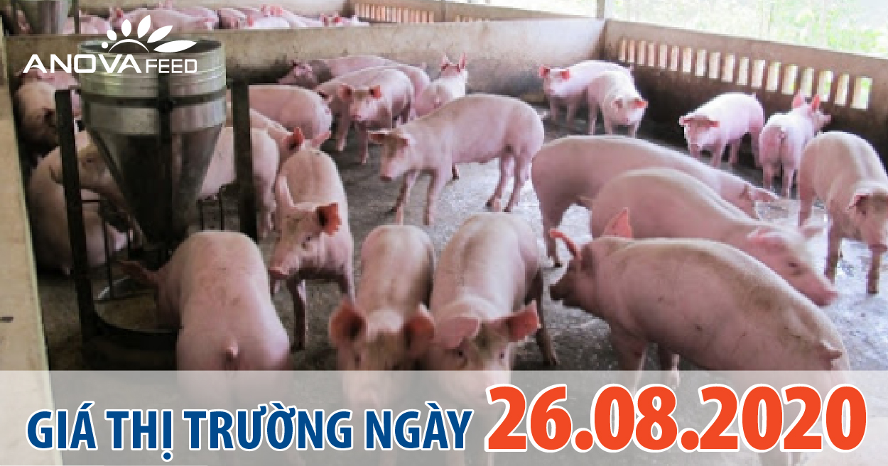 Anova Feed - Giá heo hơi hôm nay 26/08/2020 đồng loạt giảm nhiều nơi trên cả nước, thấp nhất 78.000 đồng/kg.