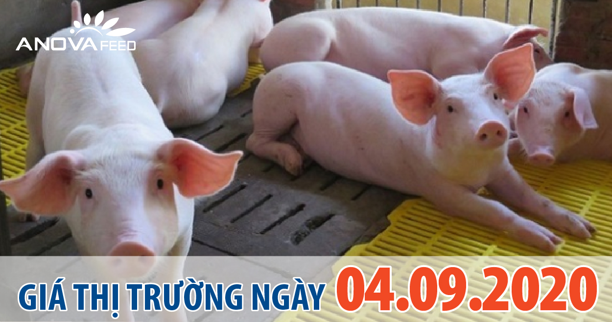 Anova Feed - Giá heo hơi hôm nay 04/09/2020 bỗng chững lại sau 4 ngày đầu tháng giảm liên tiếp.