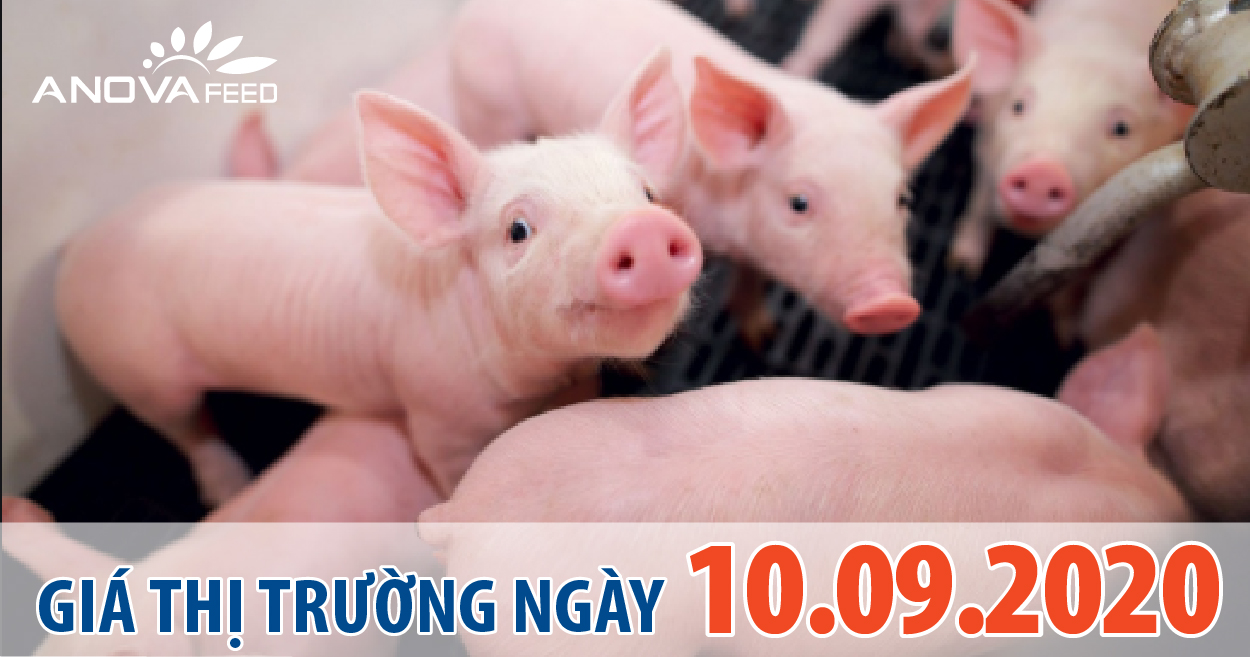 Anova Feed - Giá heo hơi hôm nay 10/09/2020 tiếp tục tăng rải rác vài địa phương, có nơi chạm mốc 81.000 đồng/kg.