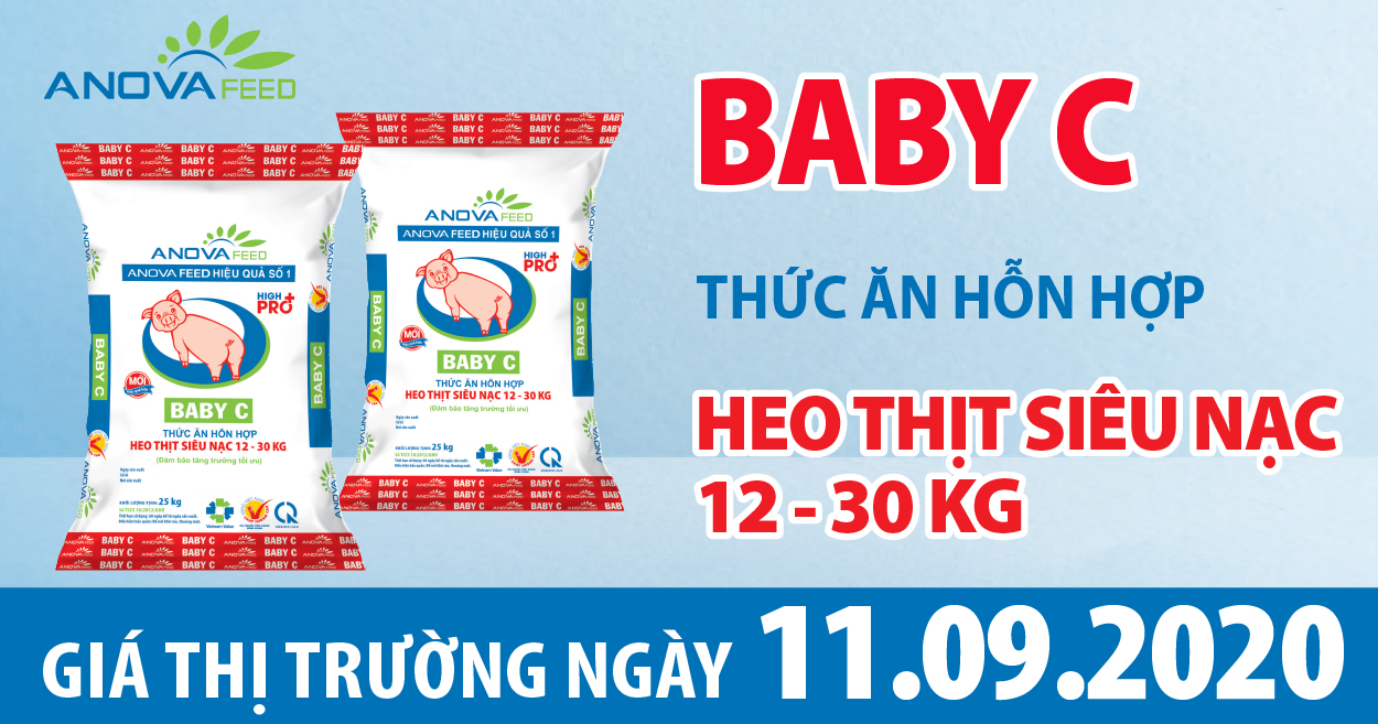 Anova Feed - Giá heo hơi hôm nay 11/09/2020 tiếp tục tăng, giá thu mua dao động quanh ngưỡng 80.000 đồng/kg.