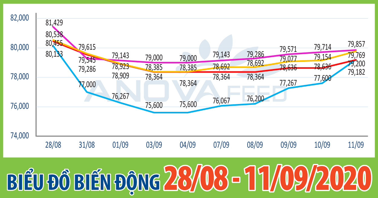 📈ANOVA FEED - BIỂU ĐỒ BIẾN ĐỘNG GIÁ THỊ TRƯỜNG CHĂN NUÔI 2 TUẦN GẦN NHẤT TỪ 28/08 - 11/09/2020📈