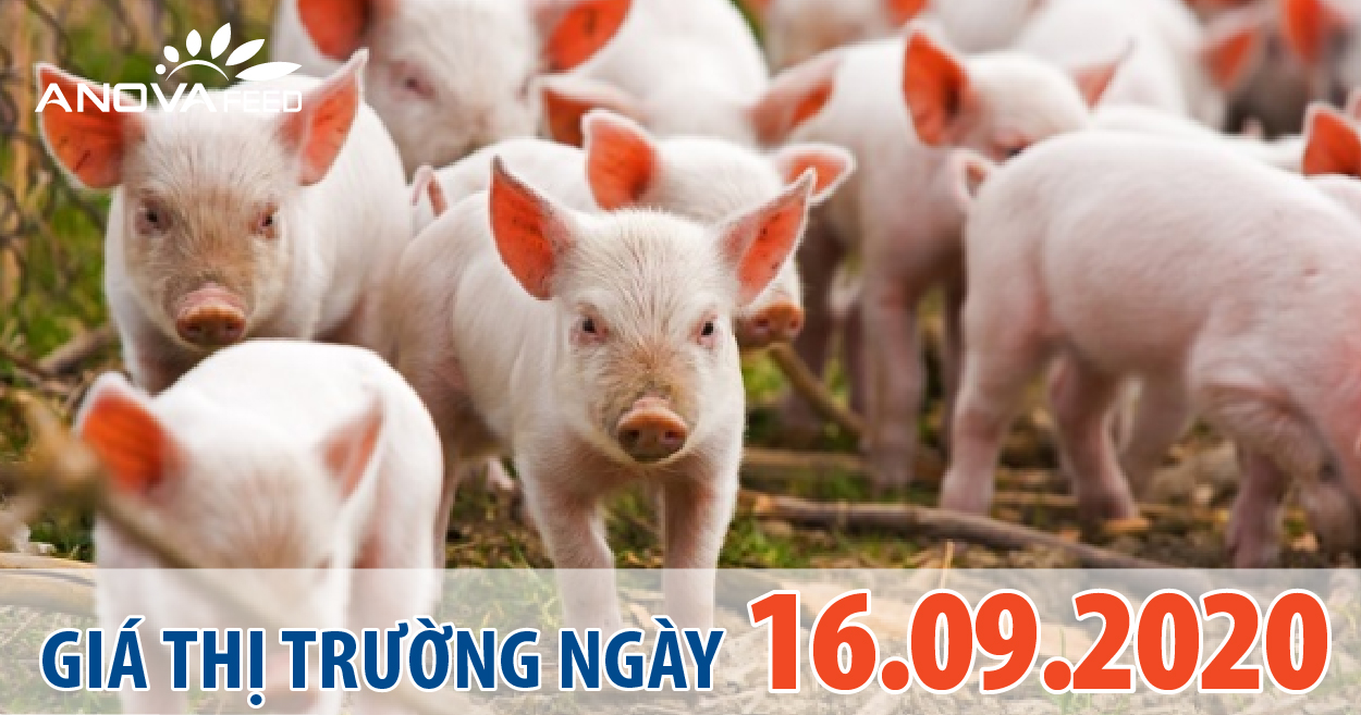 Anova Feed - Giá heo hơi hôm nay 16/09/2020 miền Nam giảm nhiệt, miền Bắc nhích nhẹ