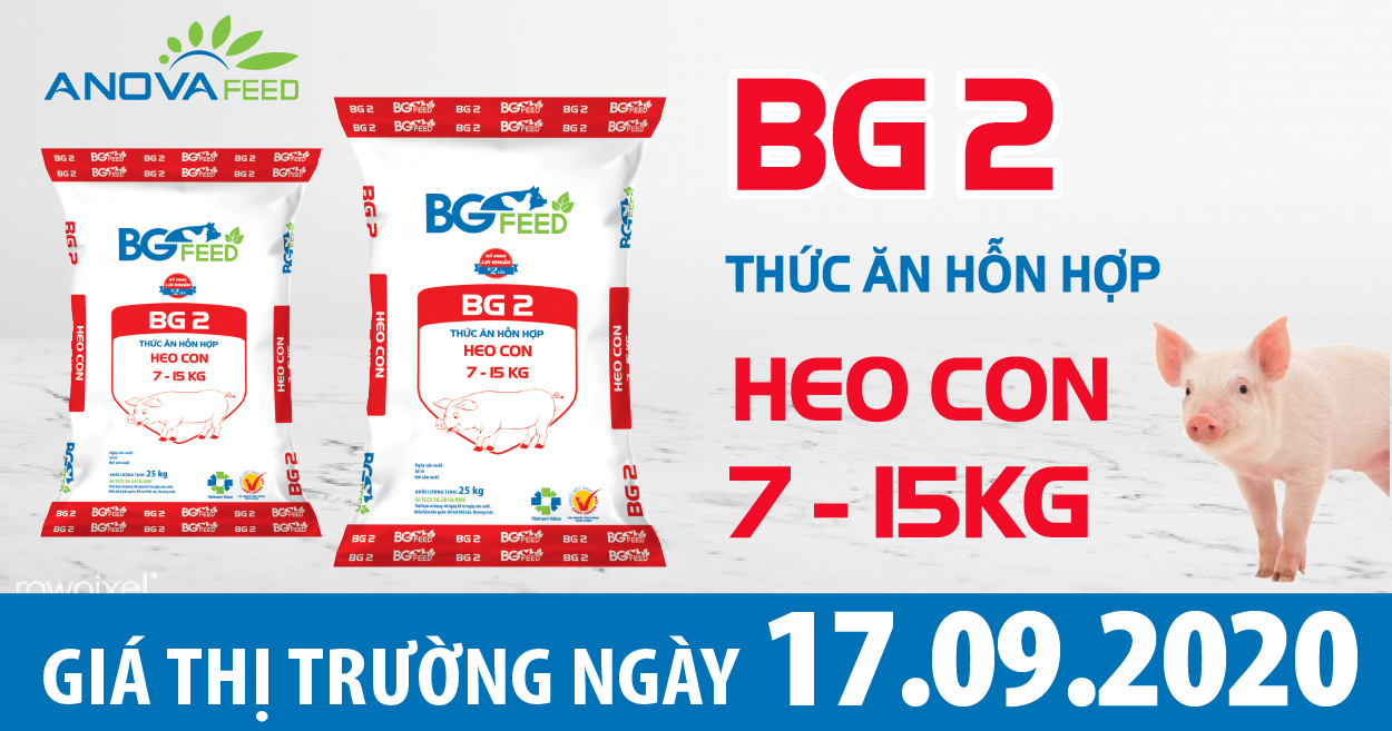 Anova Feed - Giá heo hơi hôm nay 17/09/2020: đà tăng trở lại, dịch tả Heo Châu Phi còn bùng phát âm ỉ