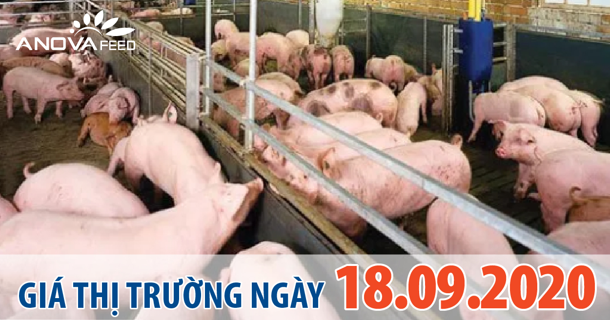 Anova Feed - Giá heo hơi hôm nay 18/9/2020 tăng nhẹ ở một số địa phương, thấp nhất toàn quốc là 79.000 đồng/kg