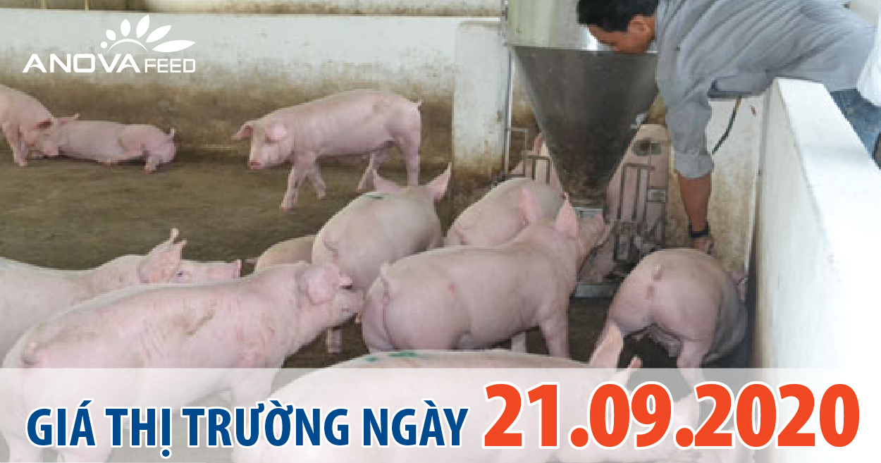 Anova Feed - Giá heo hơi hôm nay 21/09/2020 phiên giao dịch đầu tuần tăng giảm trái chiều