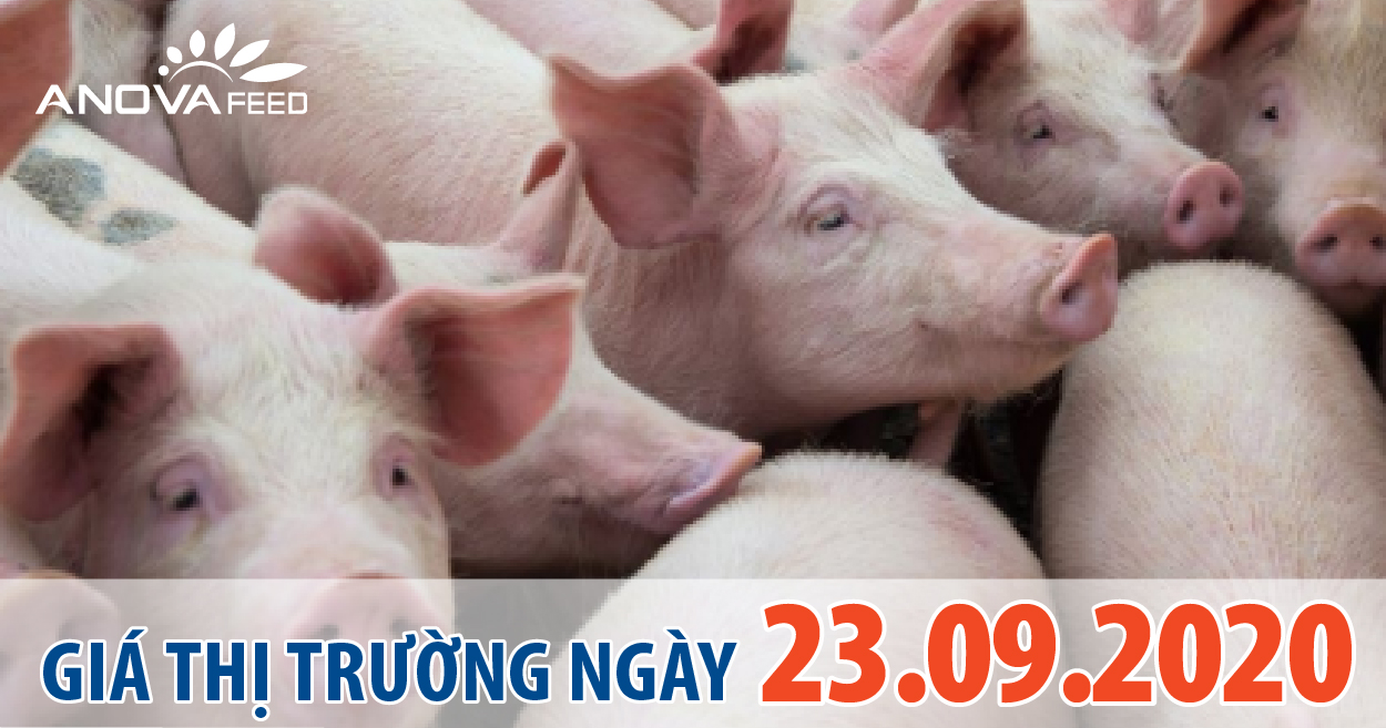 Anova Feed - Giá heo hơi hôm nay 23/09/2020 tiếp tục giảm mạnh, có nơi giảm tới 4.000 đồng/kg