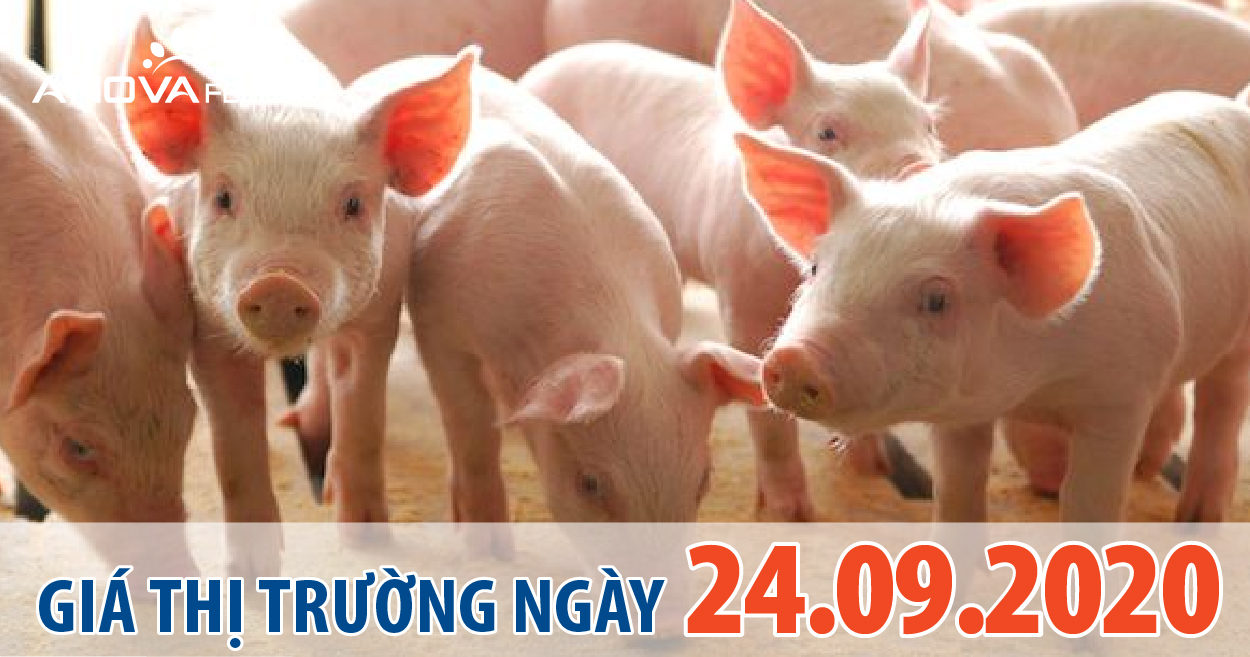 Anova Feed - Giá heo hơi hôm nay 24/09/2020: tập trung phòng chống dịch tả, giá heo tiếp tục giảm trên 3 miền.