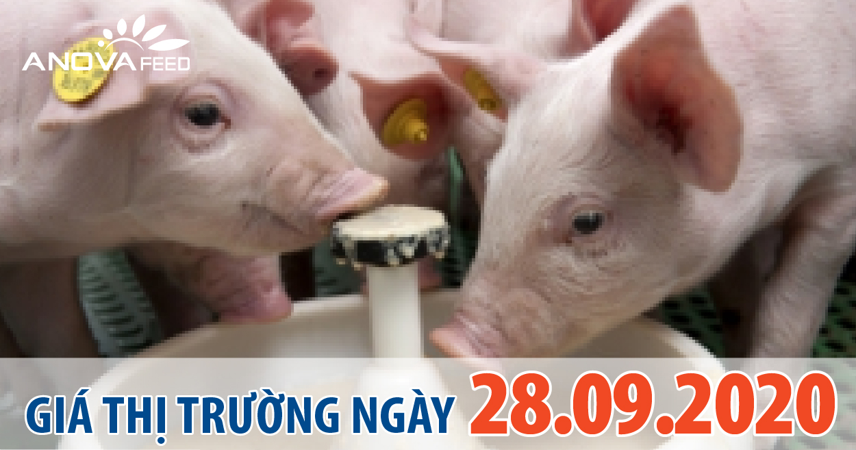 Anova Feed - Giá heo hơi hôm nay 28/09/2020: Miền Bắc giảm mạnh, dịch tả heo Châu Phi bùng phát tại 12 huyện, thành của Nghệ An