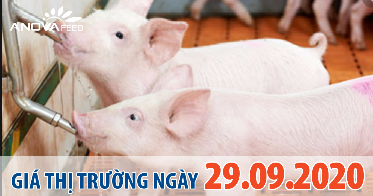 Anova Feed - Giá heo hơi hôm nay 29/09/2020: Giá heo giảm đồng loạt trên cả 3 miền.