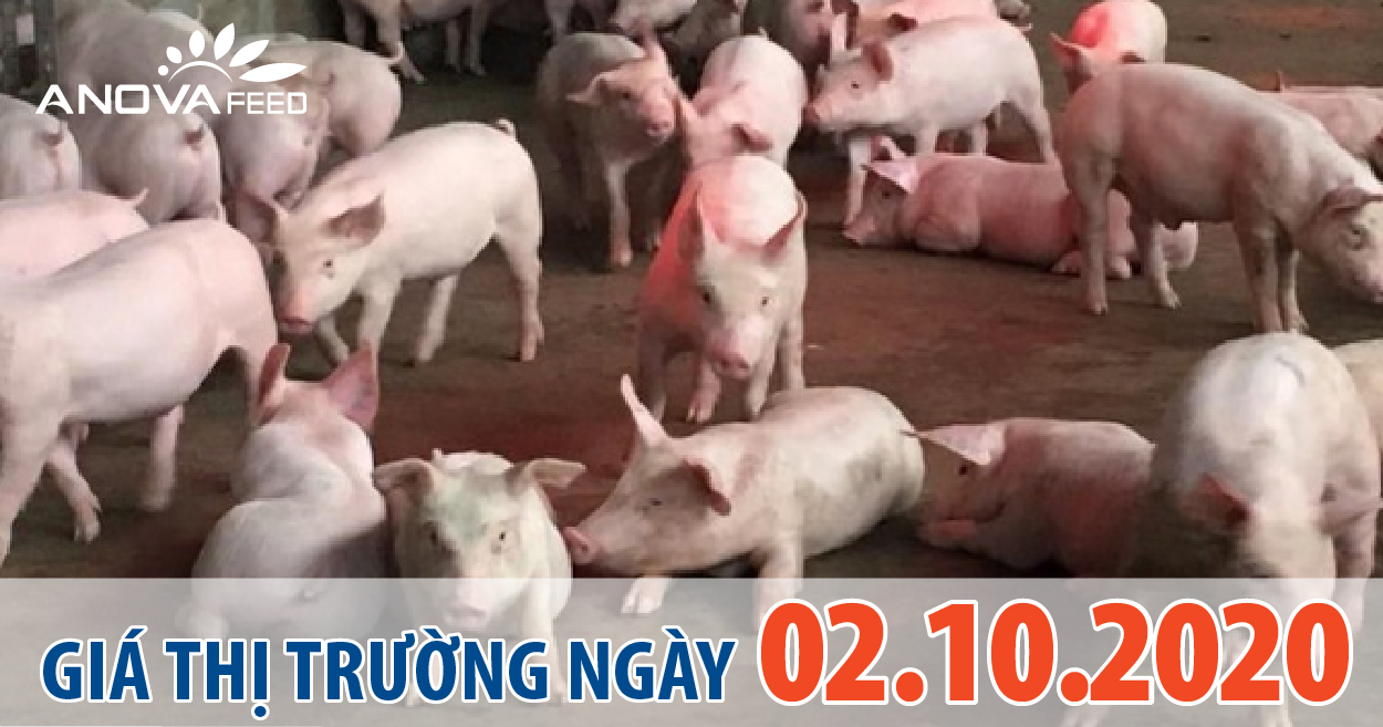 Anova Feed - Giá heo hơi hôm nay 02/10/2020 đua nhau hạ nhiệt, dịch tả heo châu Phi vẫn còn diễn ra phức tạp.