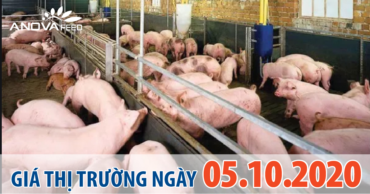 Anova Feed - Giá heo hơi hôm nay 05/10/2020 giảm sâu tại miền Bắc, quay về mốc 70.000 đồng/kg.