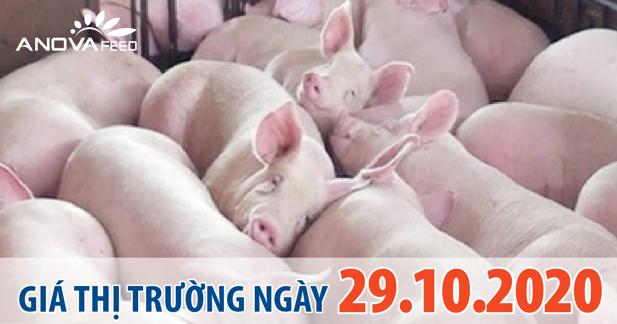 Anova Feed - Giá heo hơi hôm nay 29/10/2020 duy trì đà tăng ổn định, cao nhất cả nước 79.000 đồng/kg.