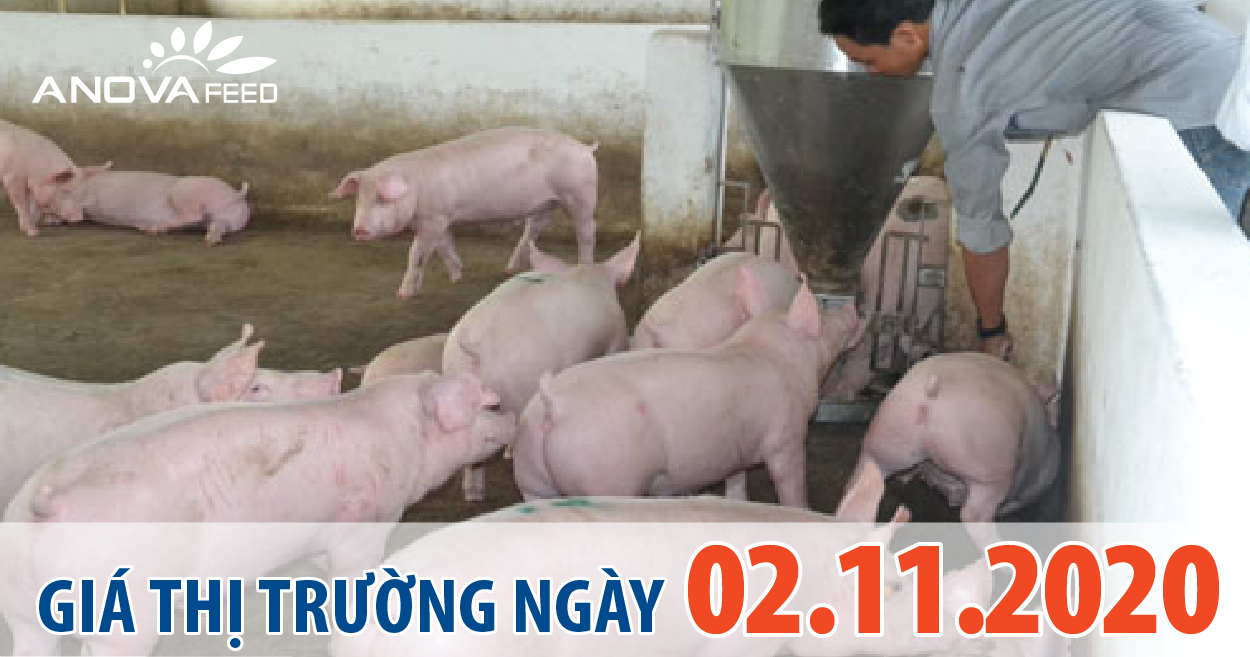 Anova Feed - Giá heo hơi hôm nay 02/11/2020, Bắc - Nam tăng giảm trái chiều, dịch tả heo châu phi vần còn tái diễn.