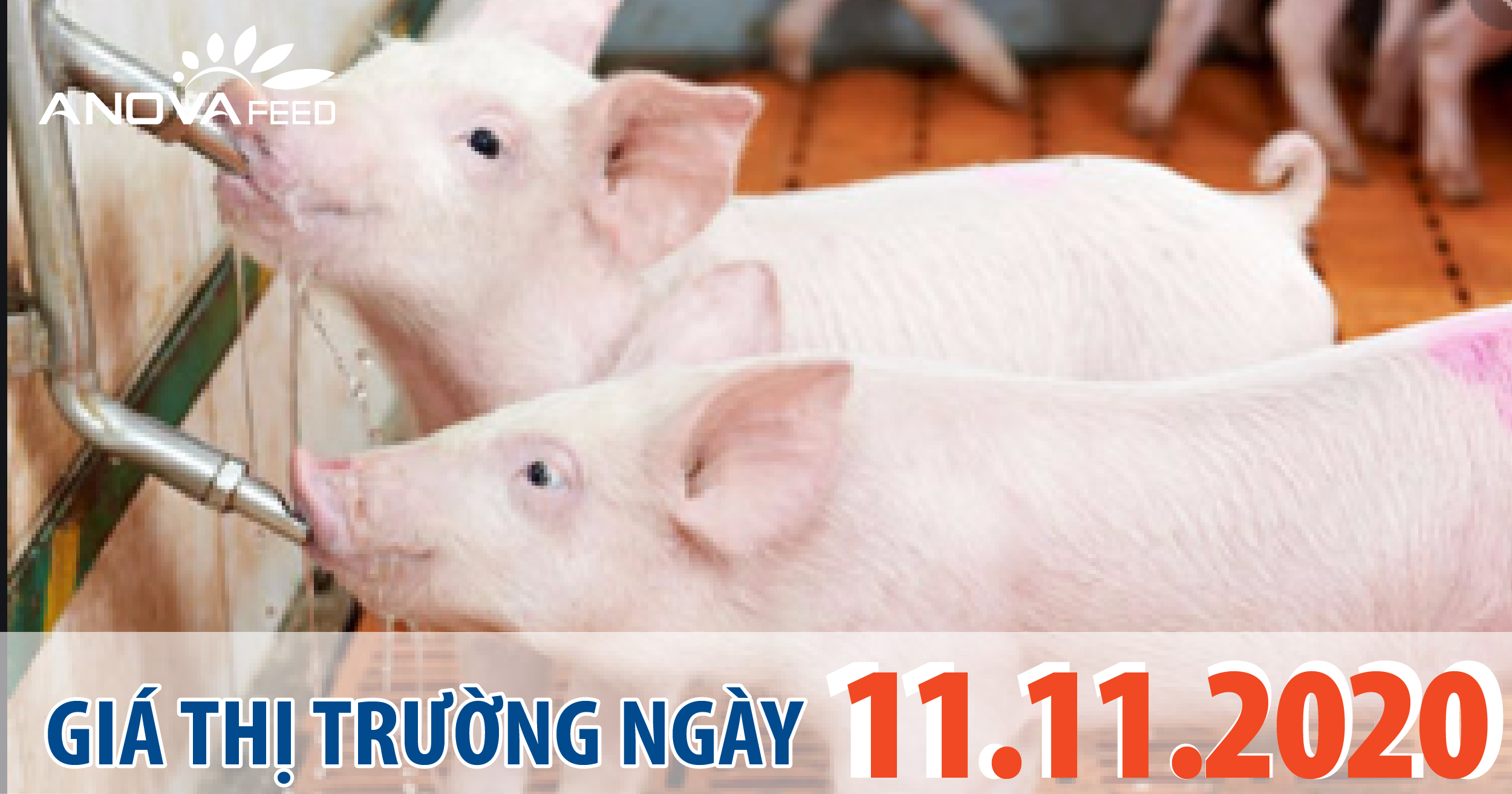 Anova Feed - Giá heo hơi hôm nay 11/11/2020, chững lại trên toàn Quốc