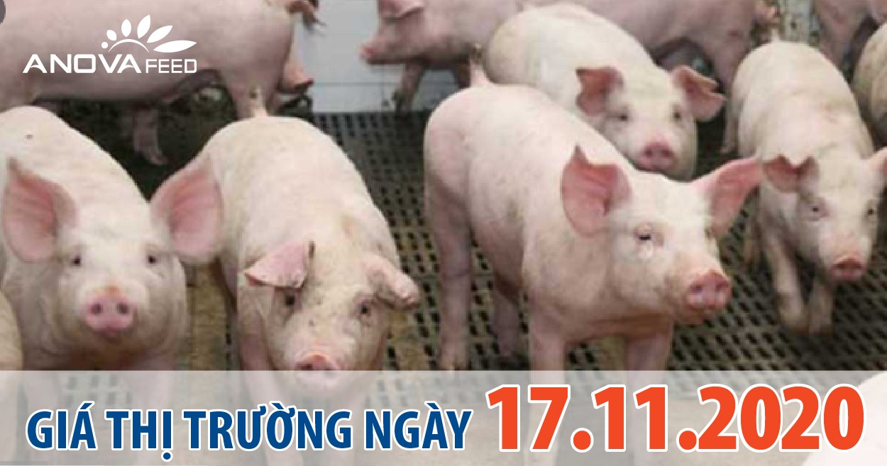 Anova Feed - Giá heo hơi hôm nay 17/11/2020, tiếp đà điều chỉnh 1.000 - 2.000 đồng/kg.