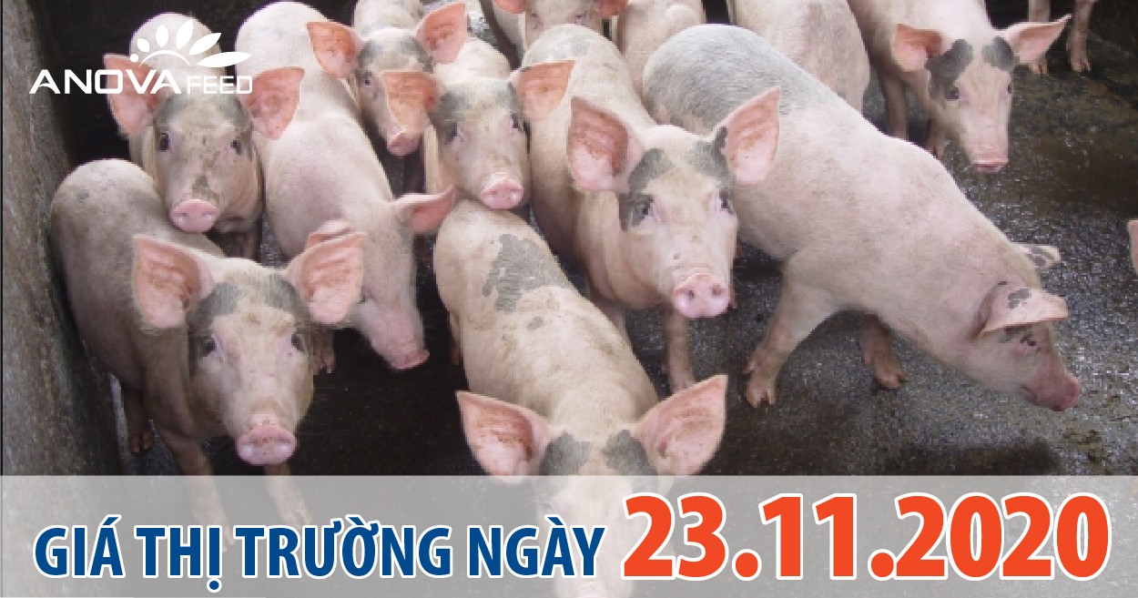 Anova Feed - Giá heo hơi hôm nay 23/11/2020, đang tăng nhẹ trên Toàn quốc.