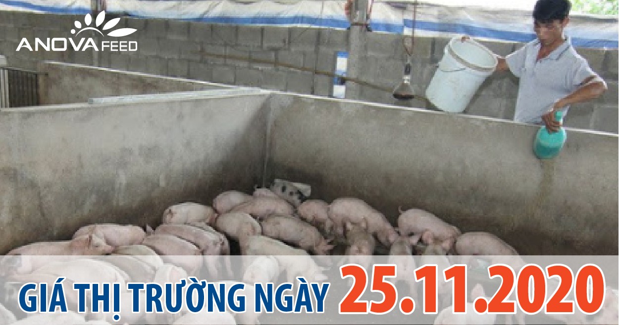 Anova Feed - Giá heo hơi hôm nay 25/11/2020, tiếp tục giảm 2.000 - 3.000 đồng/kg từ miền Trung vào miền Nam.