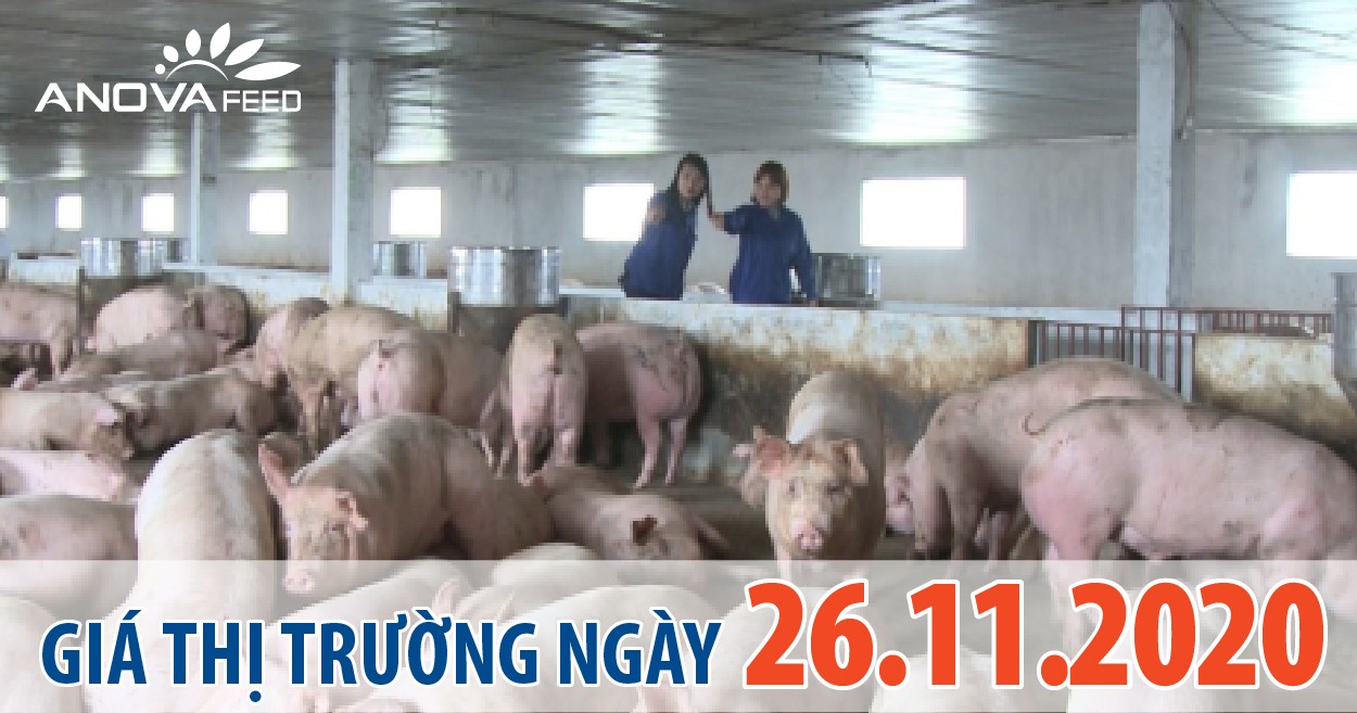 Anova Feed - Giá heo hơi hôm nay 26/11/2020 tăng nhẹ.