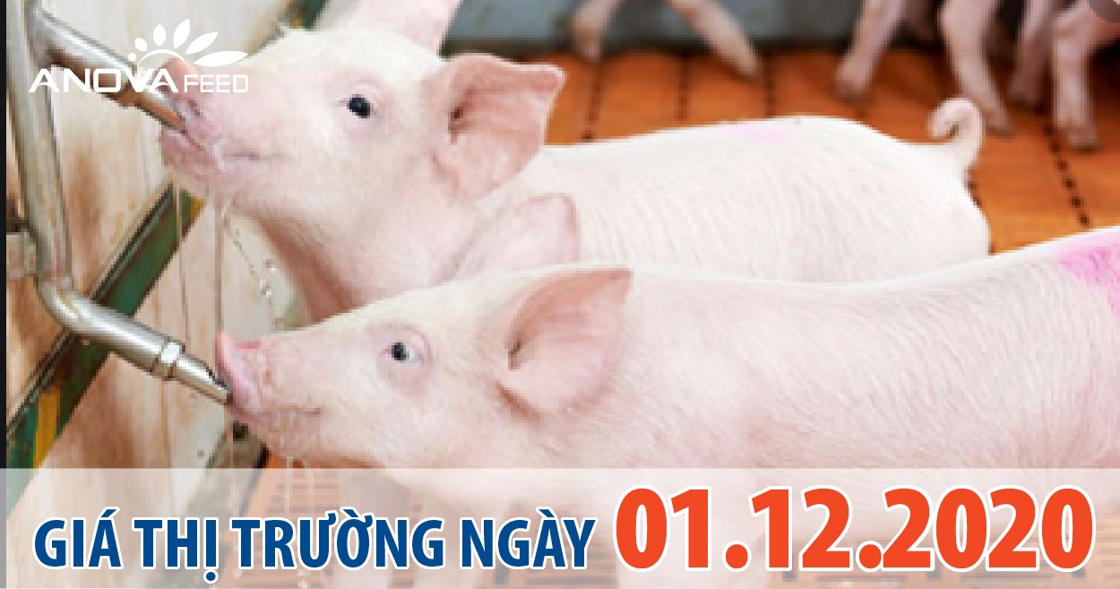 Anova Feed - Giá heo hơi hôm nay 1/12/2020, chững lại.