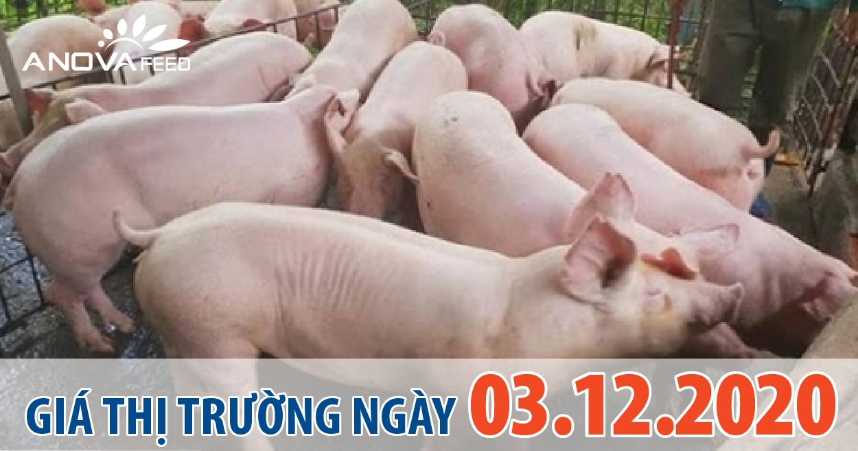 Anova Feed - Giá heo hơi hôm nay 3/12/2020, giảm trên Toàn quốc.