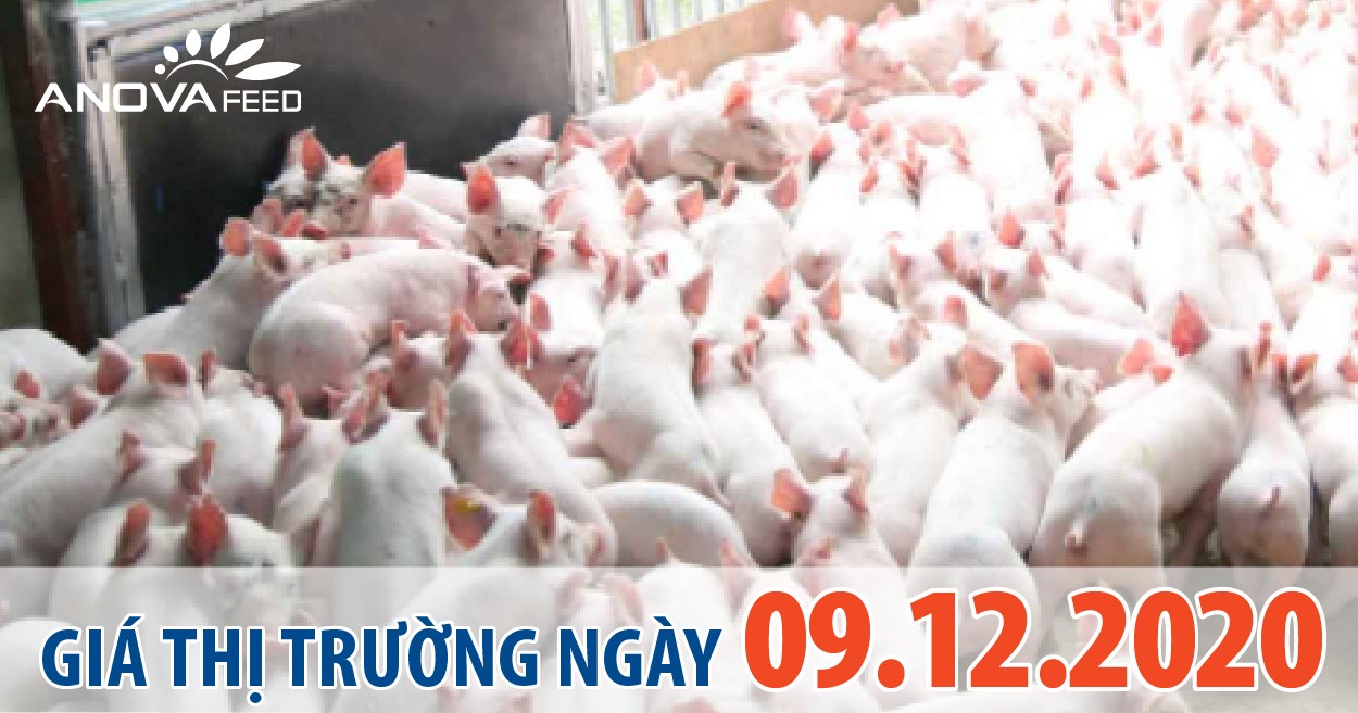 Anova Feed - Giá heo hơi 9/12/2020, tăng trên cả nước.