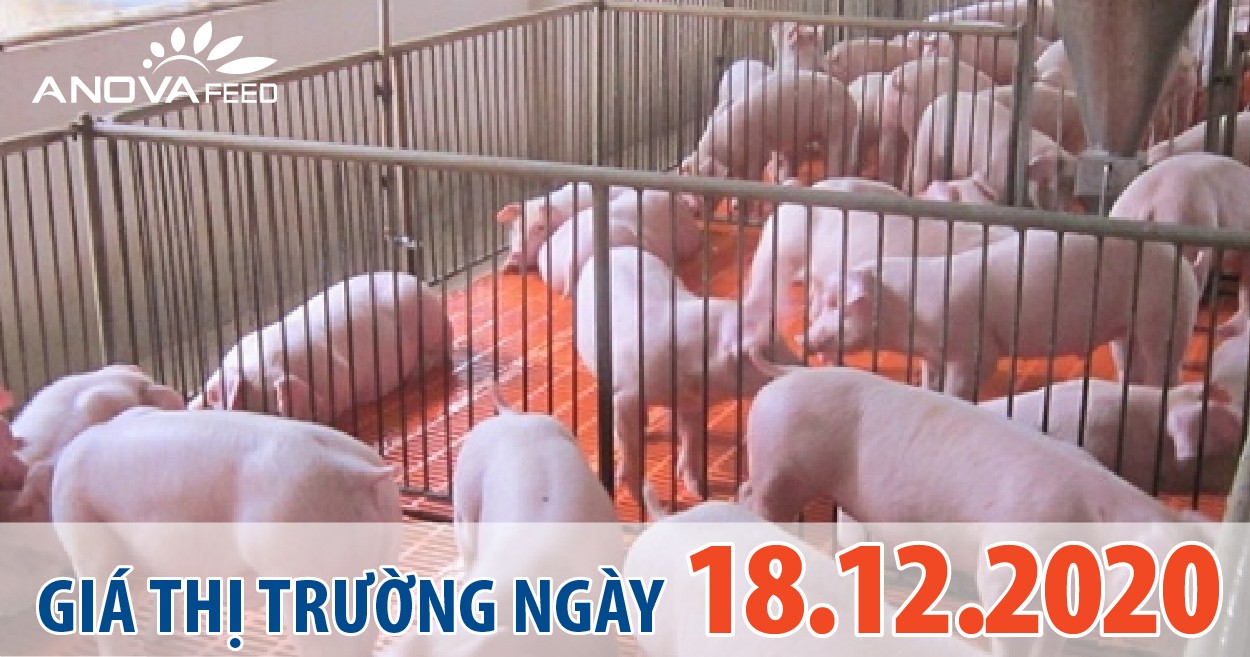 Anova Feed - Giá heo hơi 18/12/2020, giảm nhẹ.