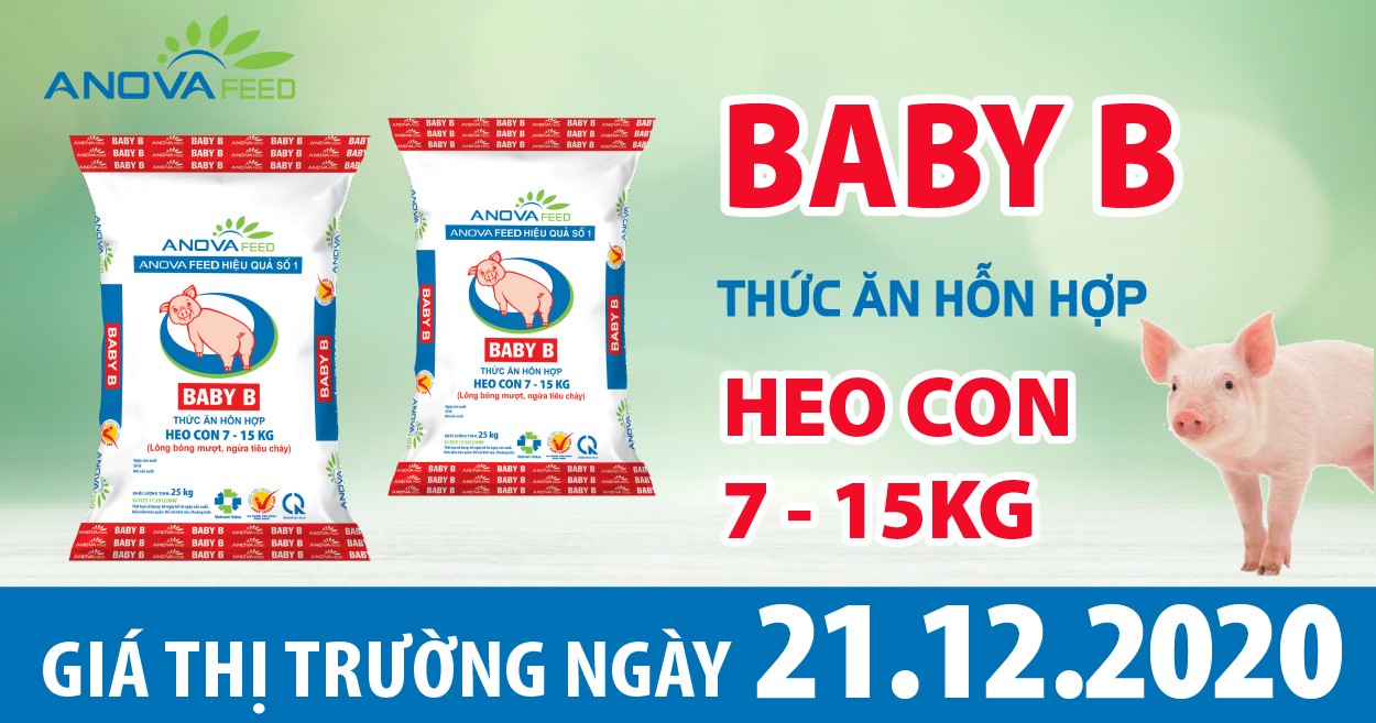 Anova Feed - Giá heo hơi 21/12/2020, tăng mạnh trên Toàn quốc.